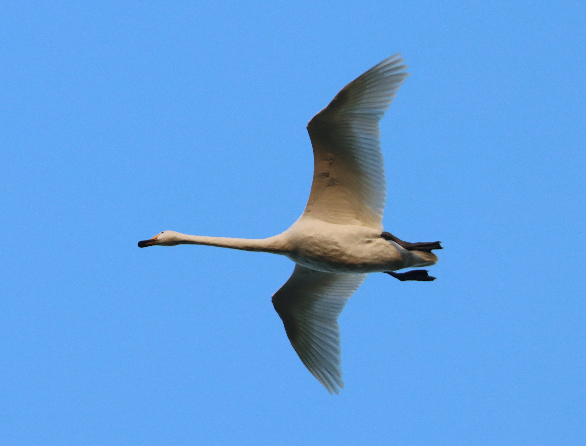 A whooper Swan in midt air against a blue sky.